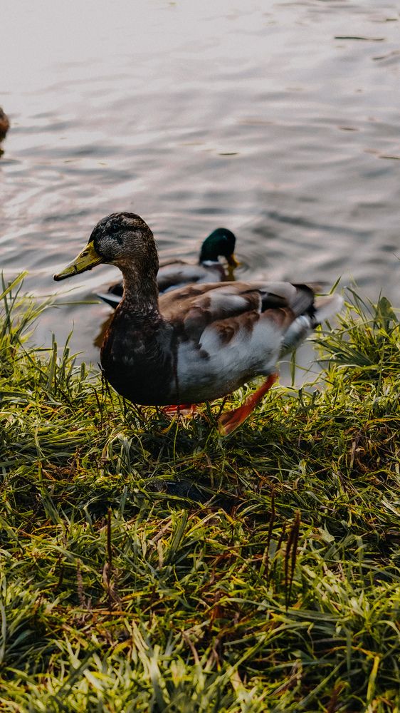Photograph by Юлия Киш