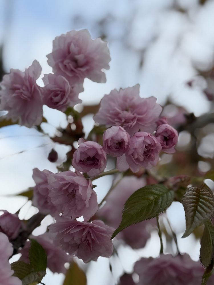 Фотография автора Елена Меньшикова