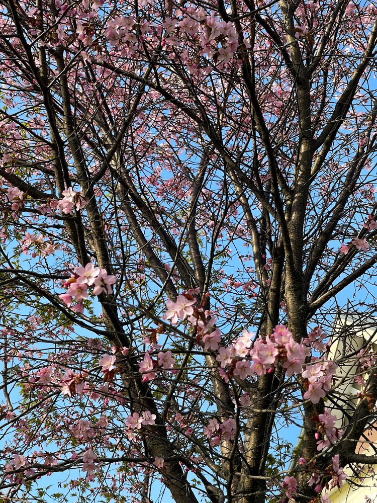 Фотография автора Елена Меньшикова