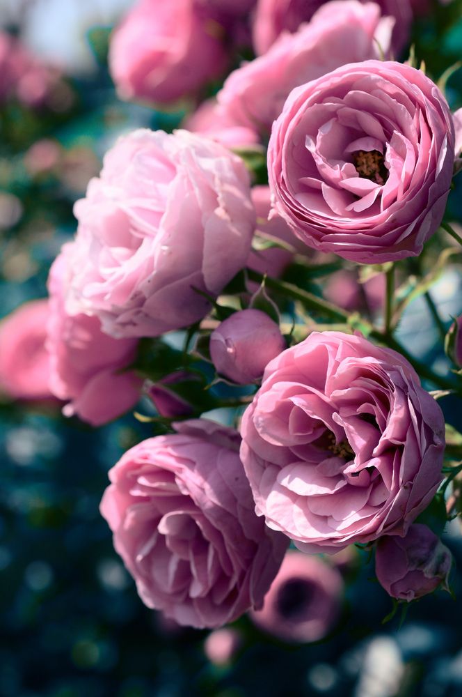 Photograph by Nobu-Oh