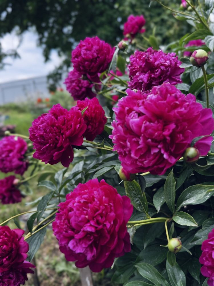 Фотография автора Илиза Майнурова