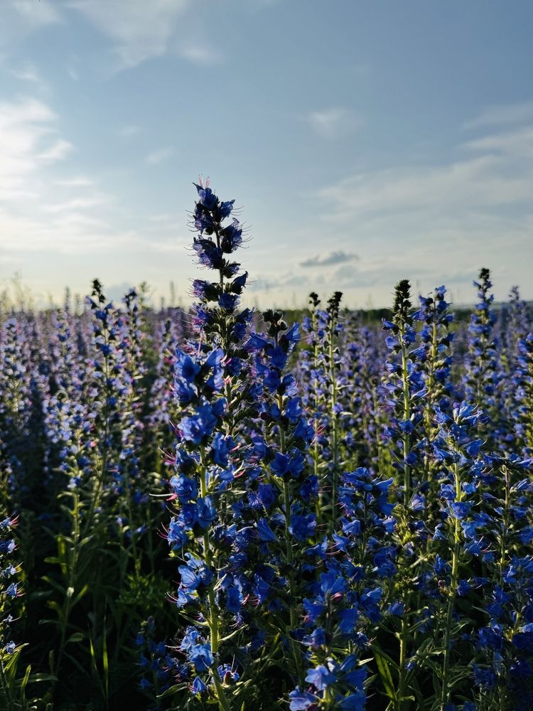 Фотография автора Илиза Майнурова