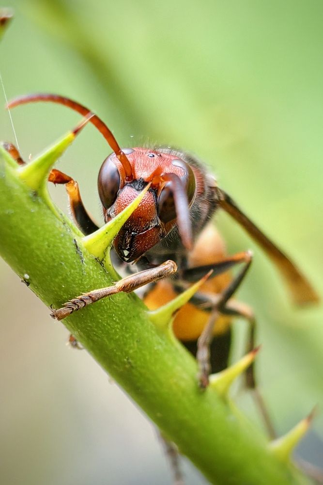 Photograph by BIPLAB MISRA