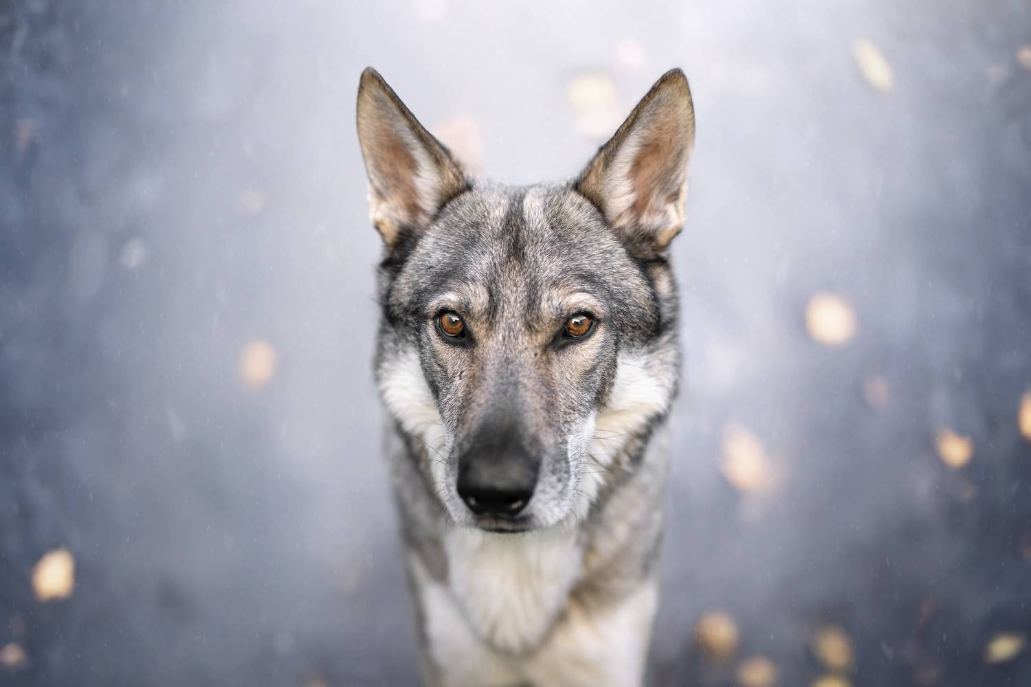 Фотография #12867083