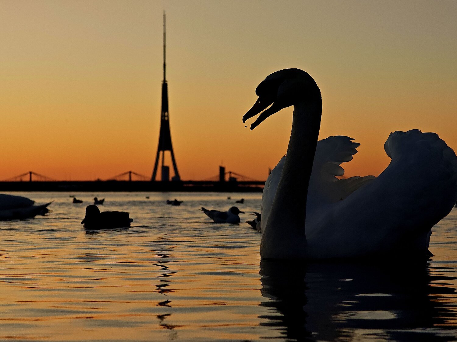 Swan