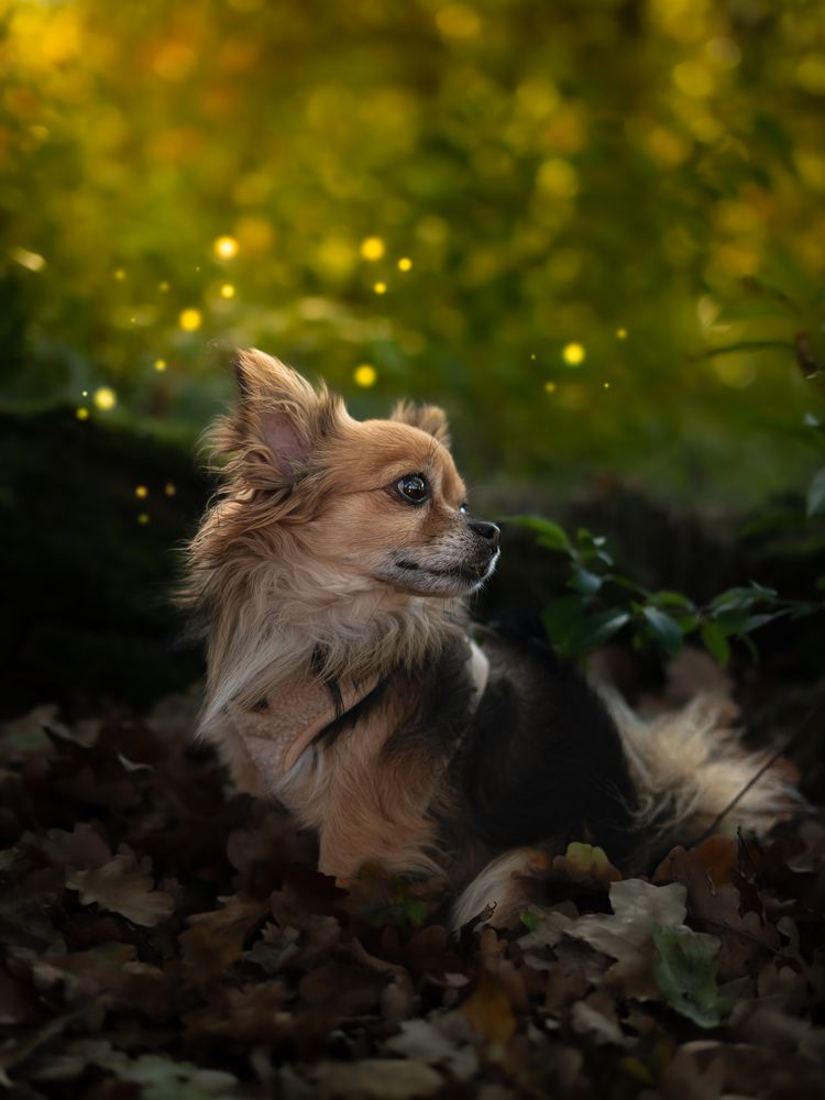 Fairytale thoughts