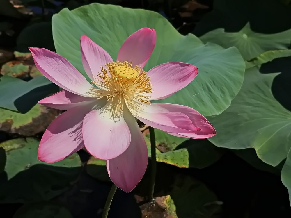 Photograph by Наталья Баранова