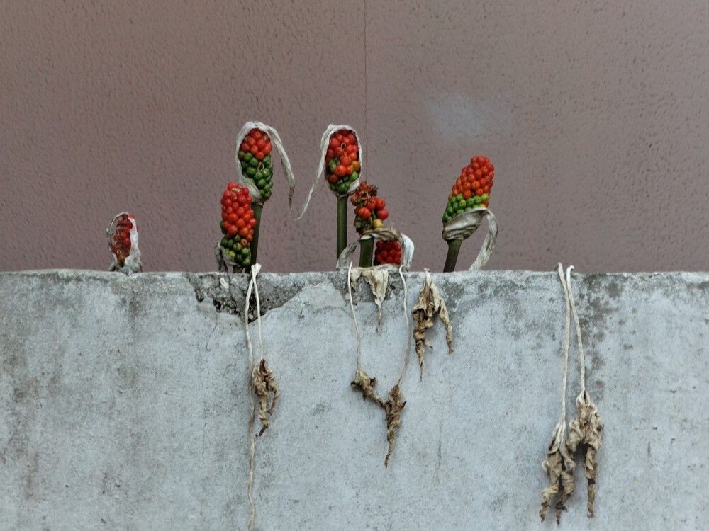 Фотография автора Ivan Ćetković