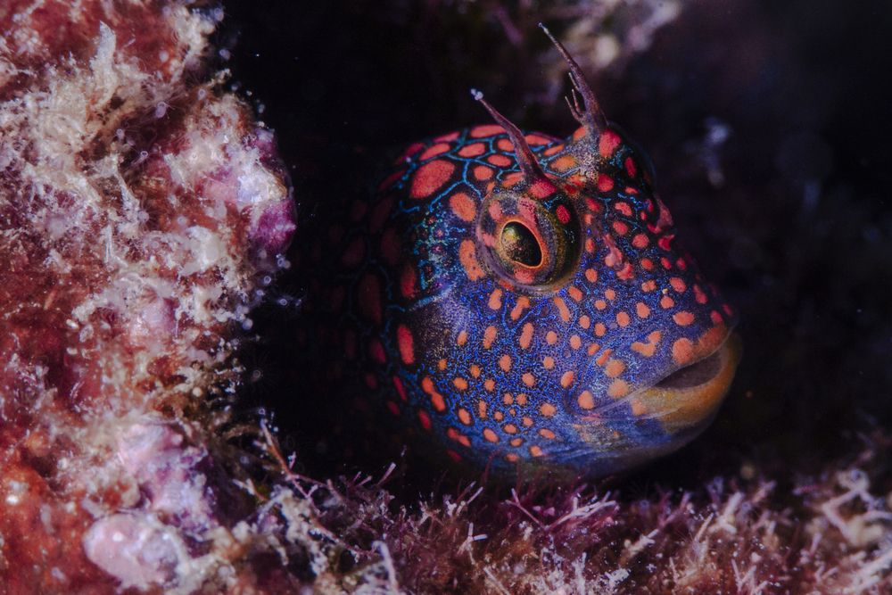 Nature in Pink and Blue