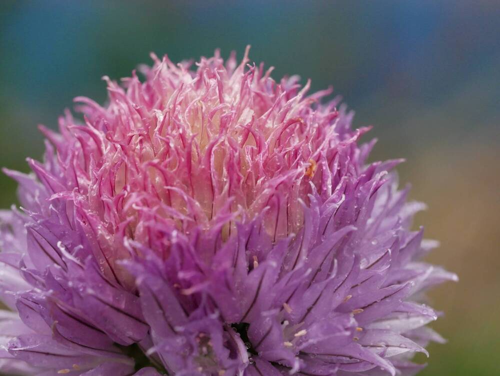 Photograph by Владимир Лобанов