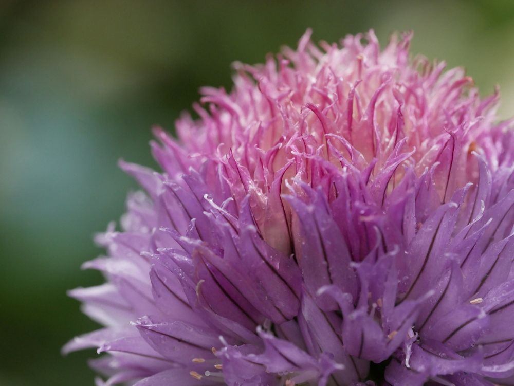 Photograph by Владимир Лобанов