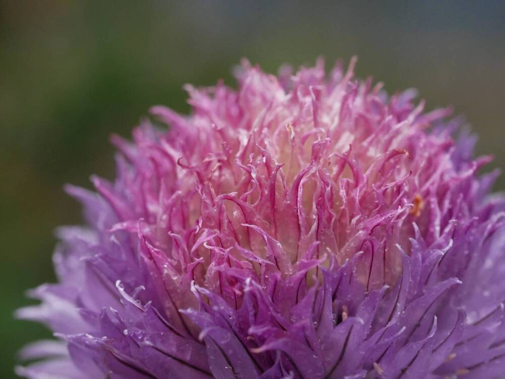 Photograph by Владимир Лобанов