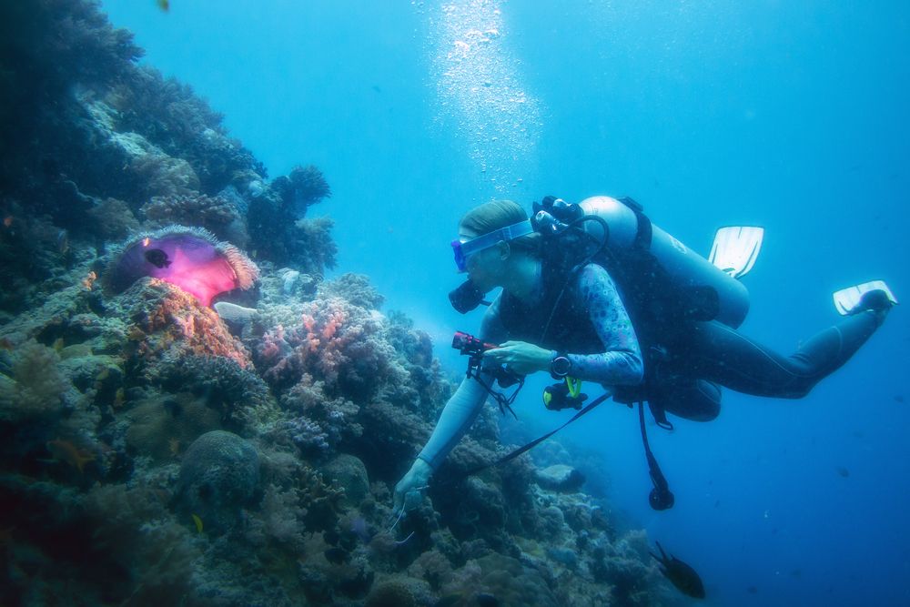 Розовый коралл в свете фонаря