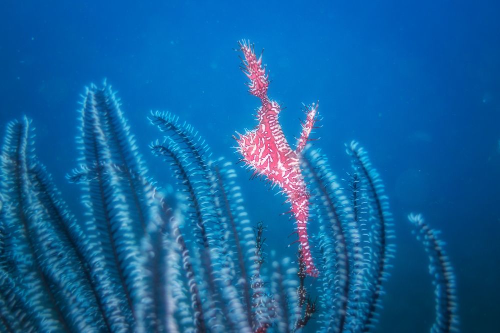 Pink Ghost Pipefish