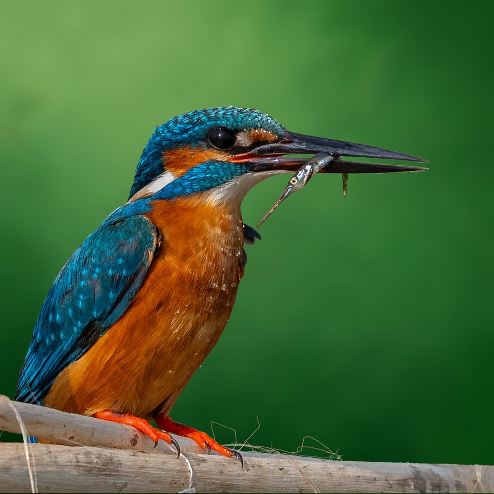 Photograph by Swarup Roy Chowdhury
