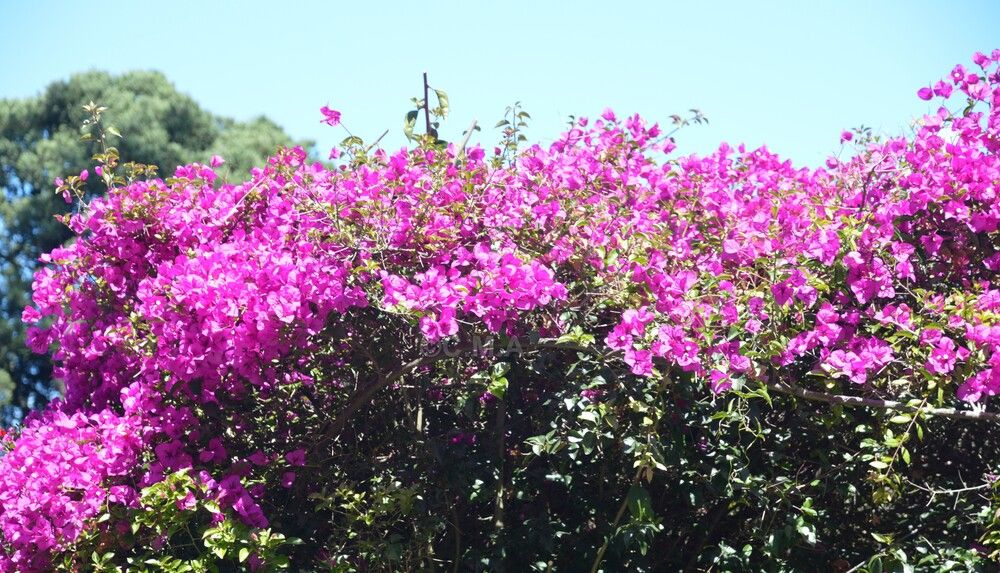 Фотография автора Camilo Martinez