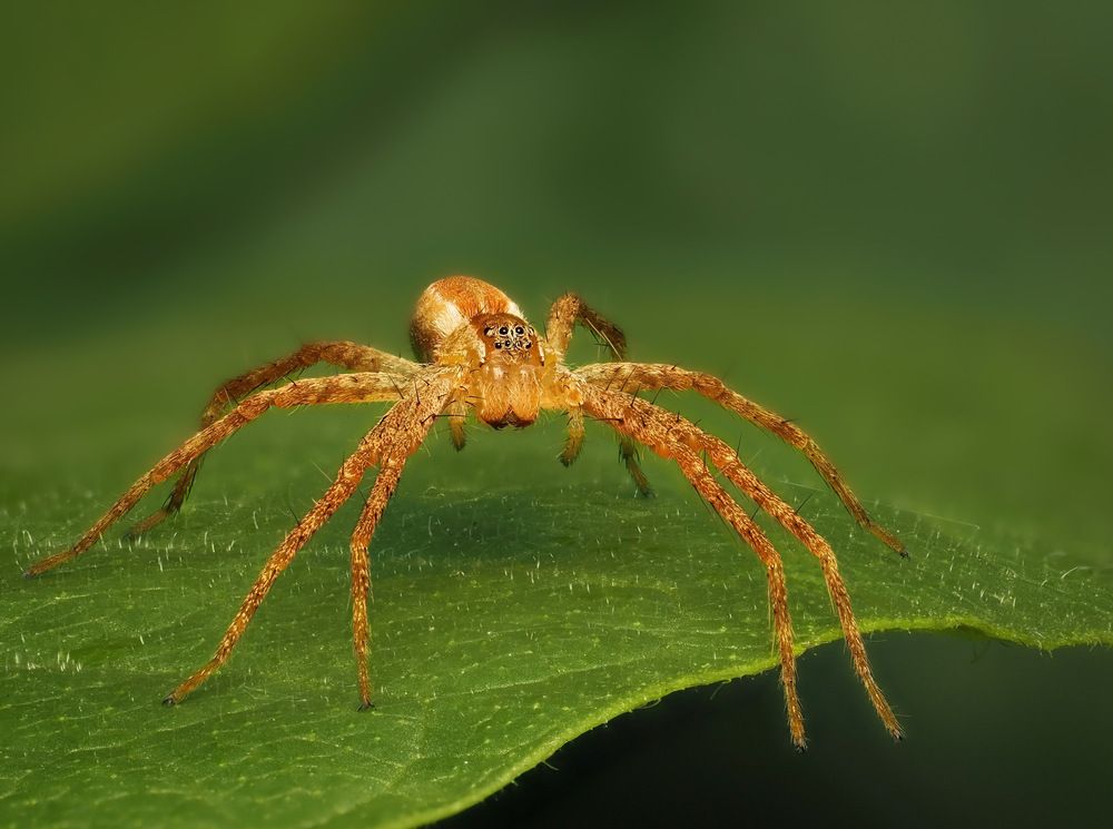 American nursery web spider