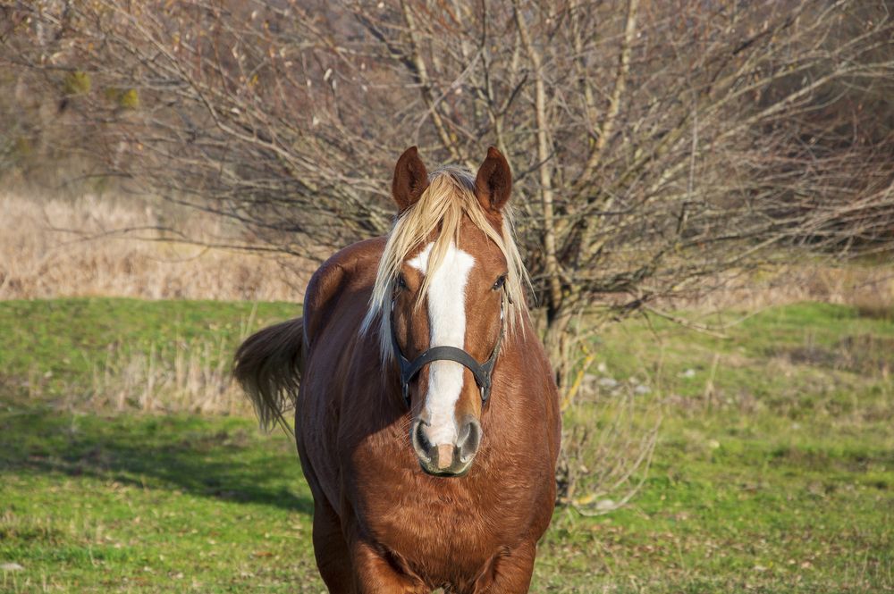 The life of a beautiful horse
