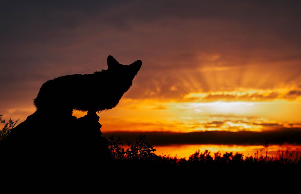 Photograph by Крис Мозер