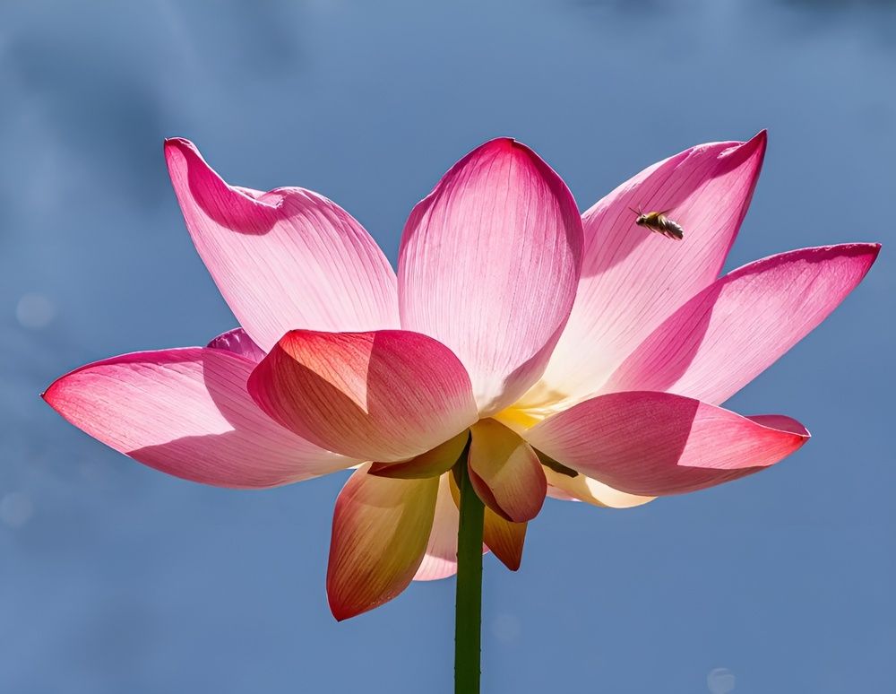 Photograph by Naivedya Mittal