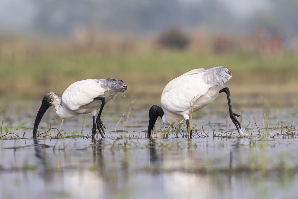 Photograph by RUPAM DAS