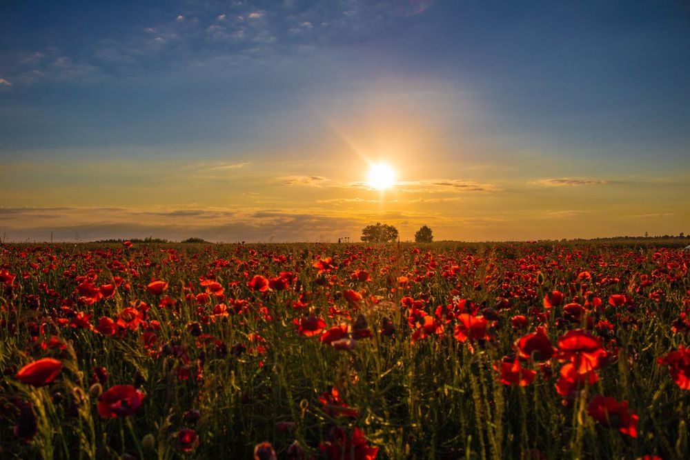 Photograph by Виктория Трущенко
