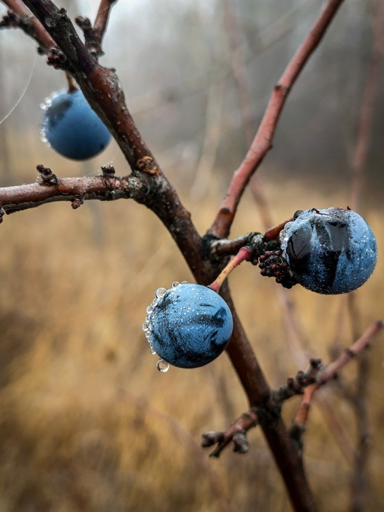 Photograph by Елена Толстопятова