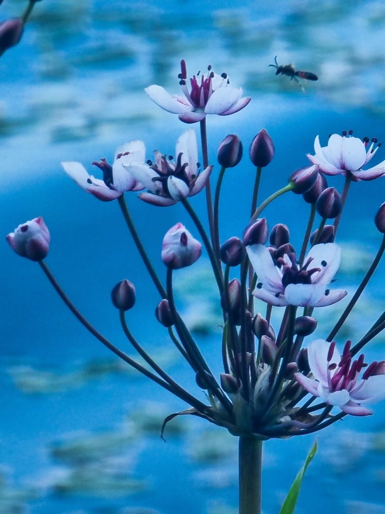 Photograph by Gr Marie