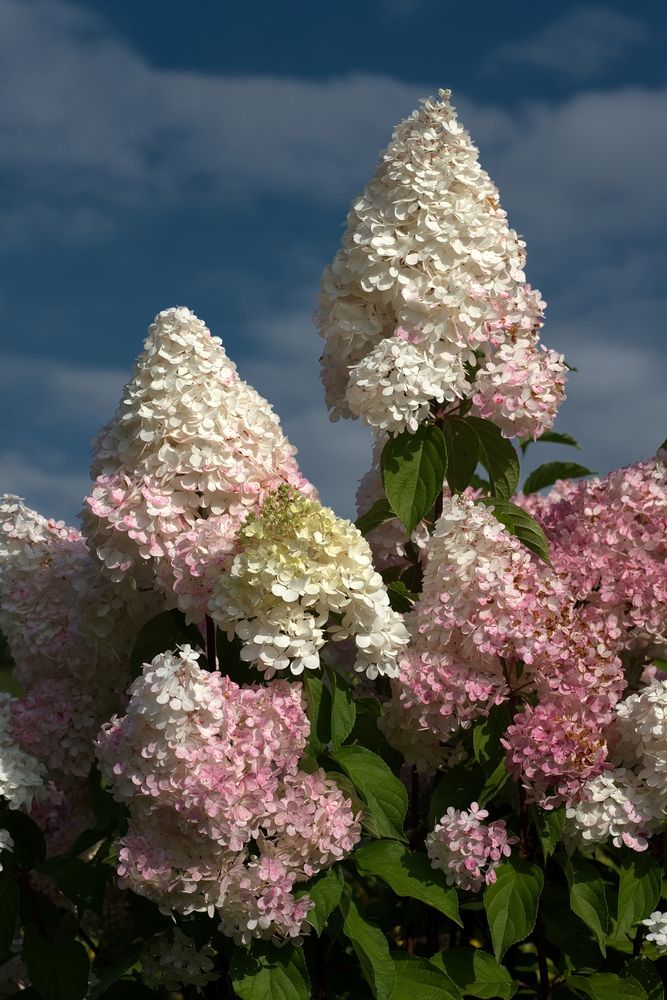 Фотография автора Юрий Кашлевский