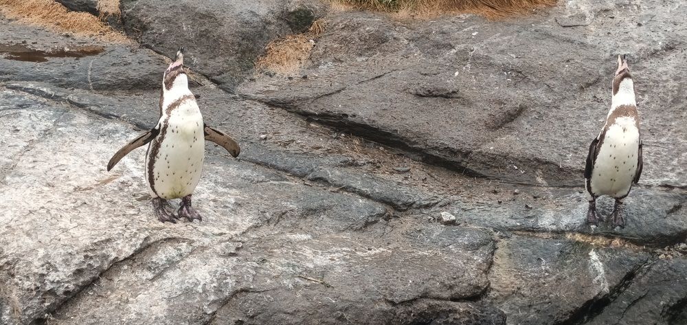 Пингвины  Гумбольта