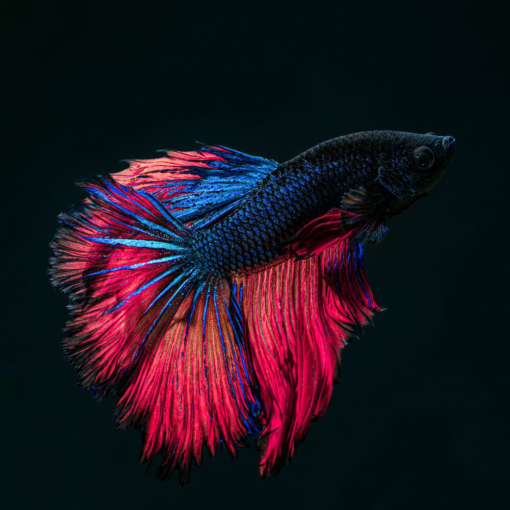 Photograph by Юрий Юрьевич Подгрушный