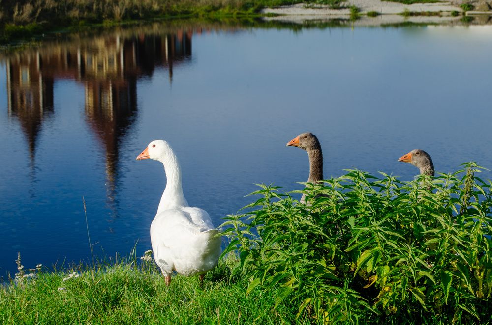 Photograph by Светлана Кудянова