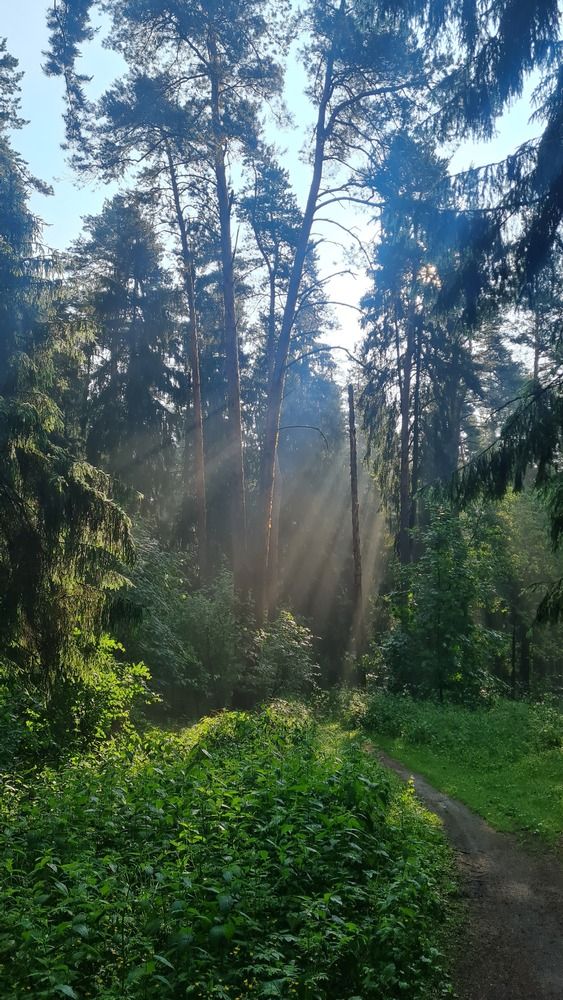 Утро просыпается
