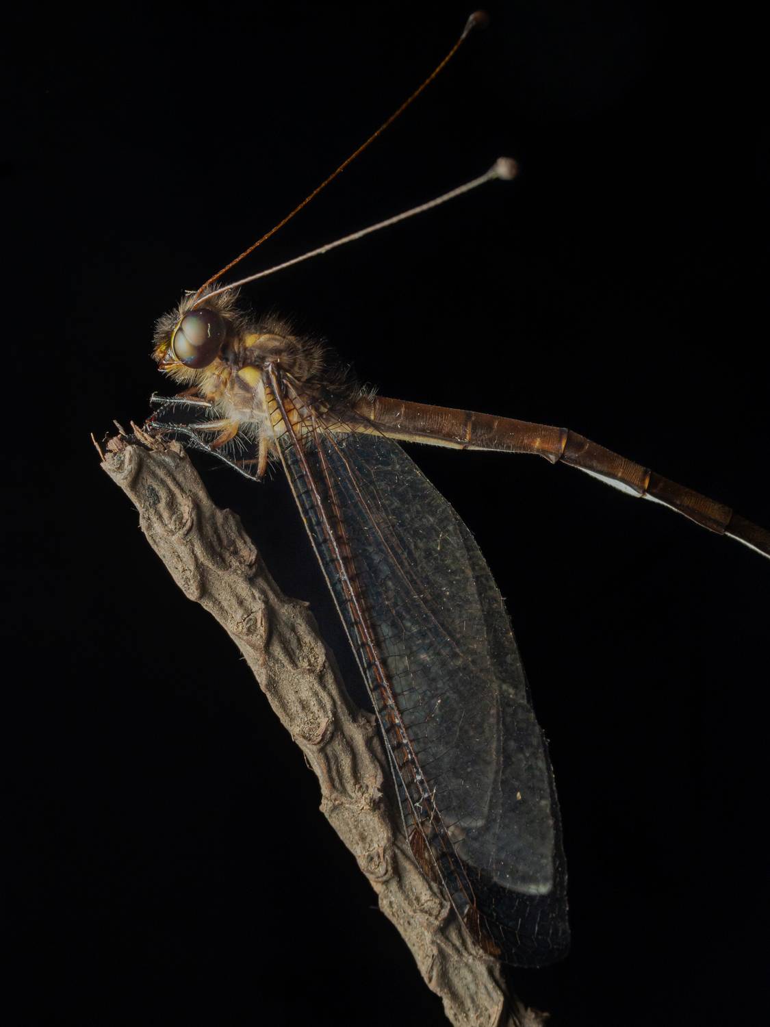 owlfly (family Ascalaphidae)