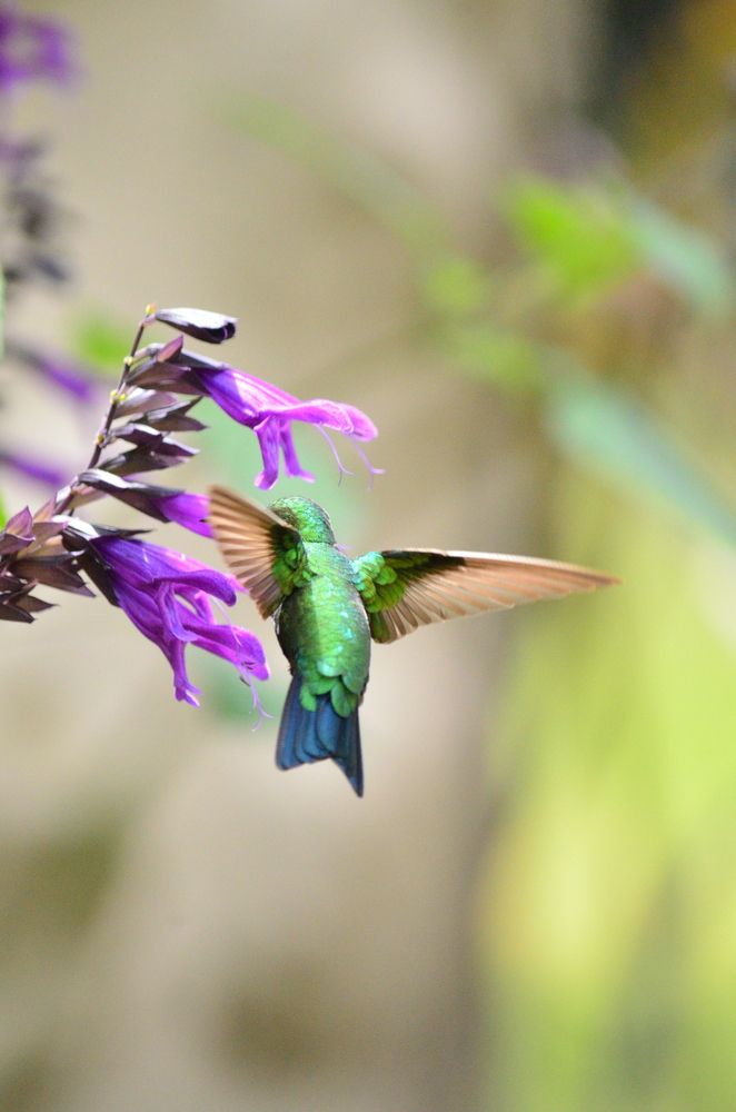 Colibrí