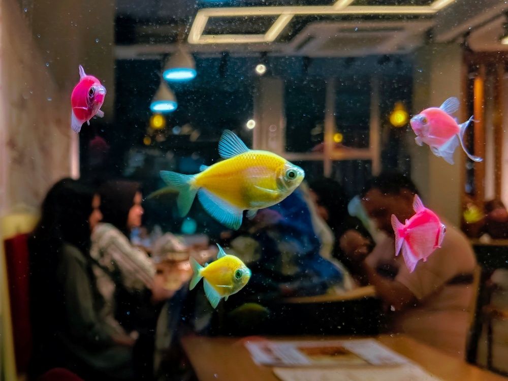 Photograph by Md. Md.Irtiza