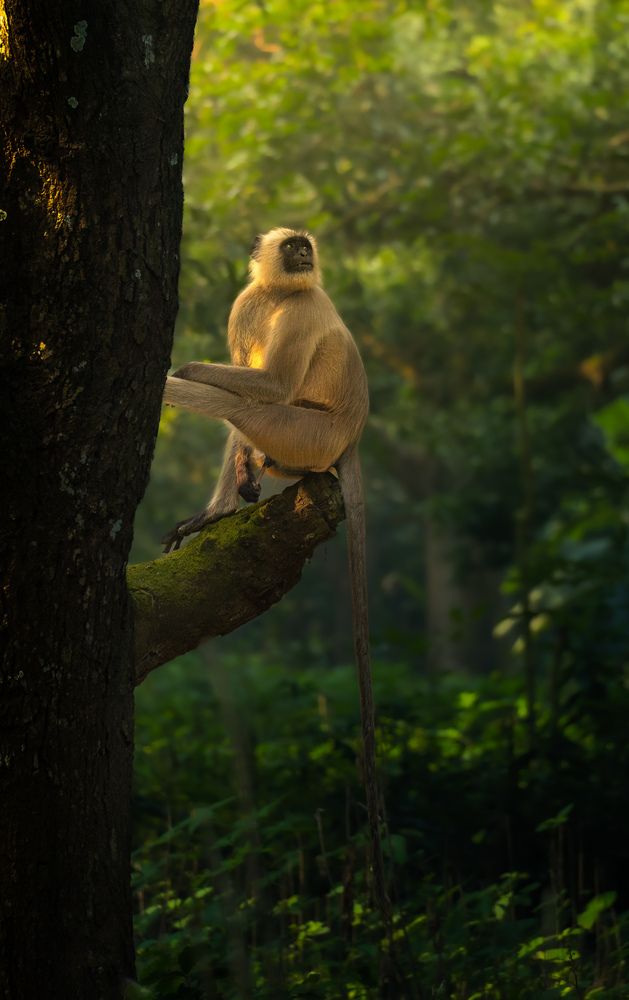 Photograph by Krishnendu Adak