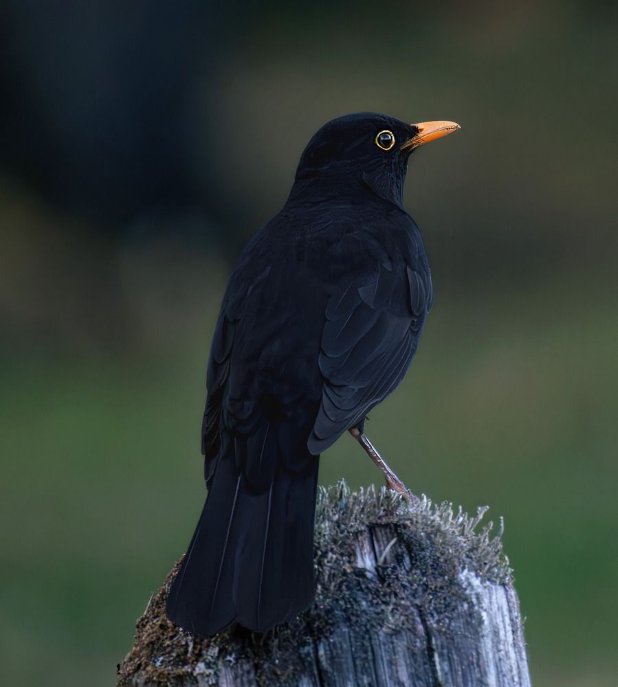 Photograph by Ворожцова Марина