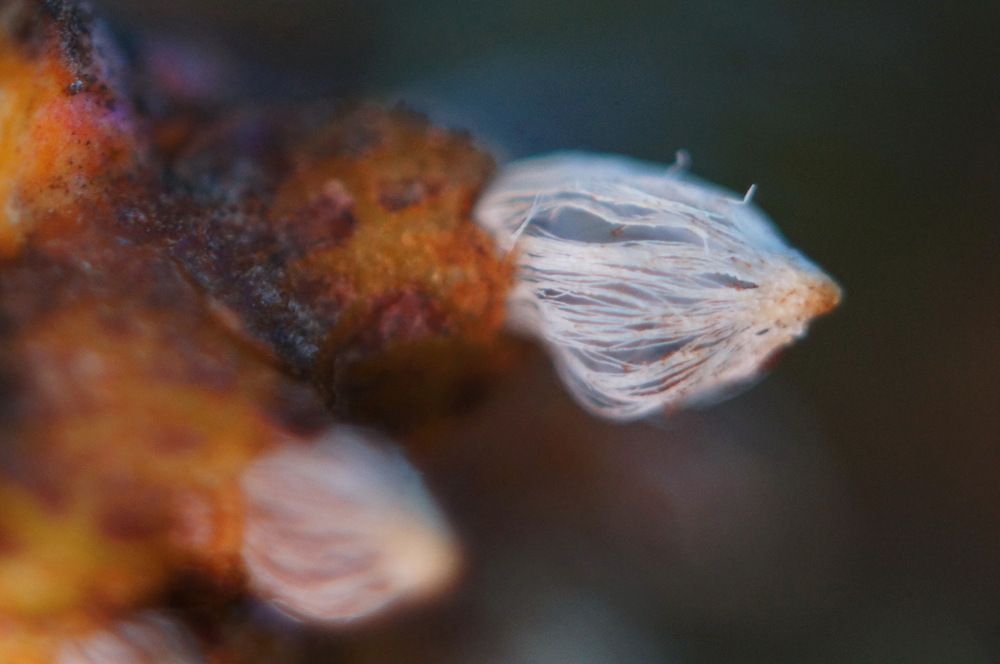 Gymnosporangium sabinae