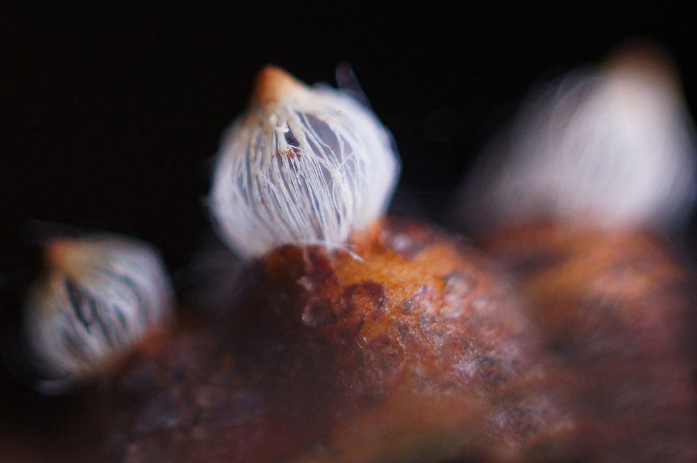 Gymnosporangium sabinae