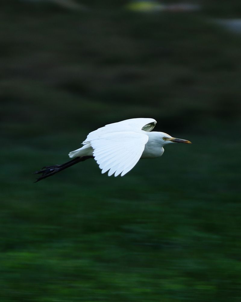 White Great Egret in Motion