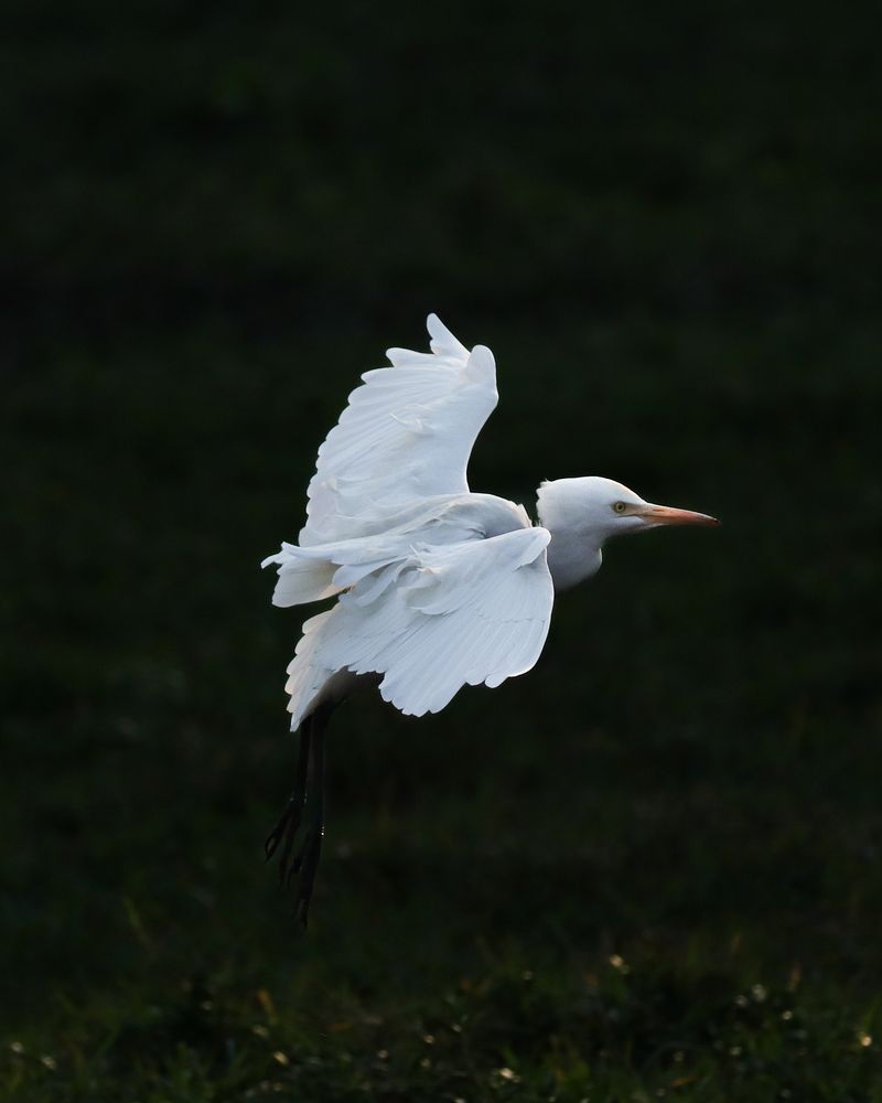White egret gliding effortlessly