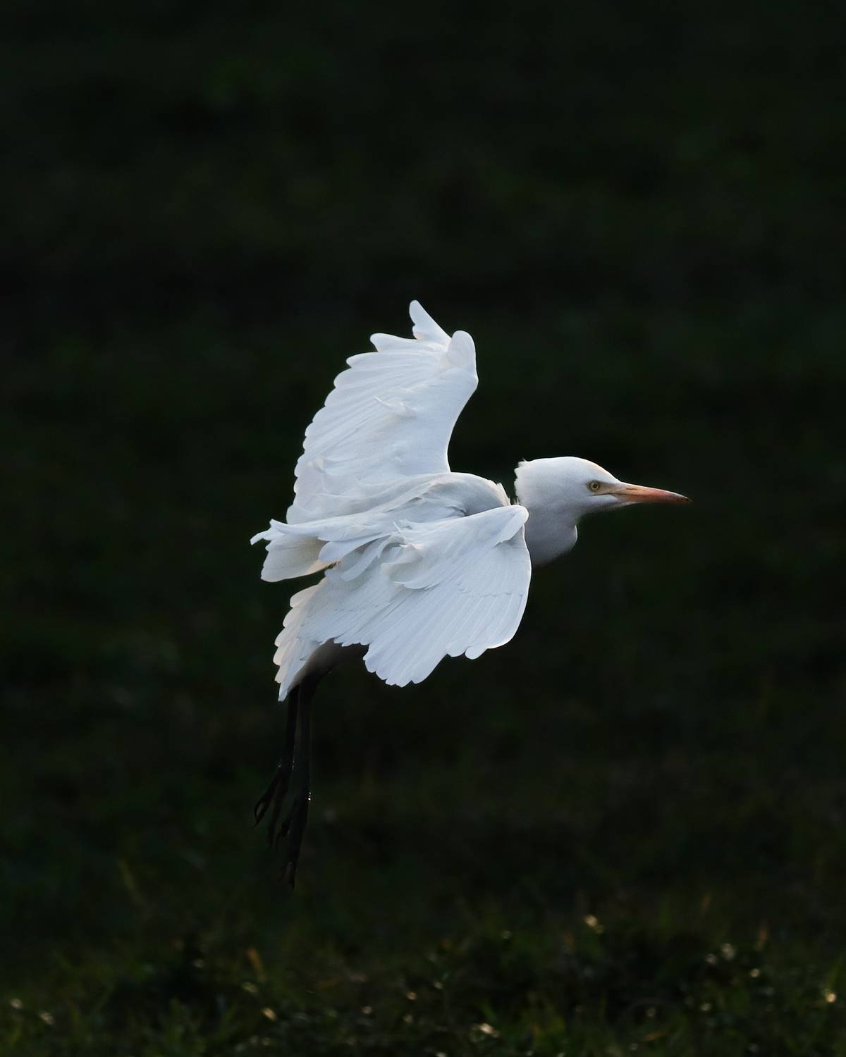 White egret gliding effortlessly