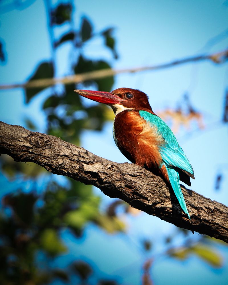 (Halcyon smyrnensis) White-throated Kingfisher