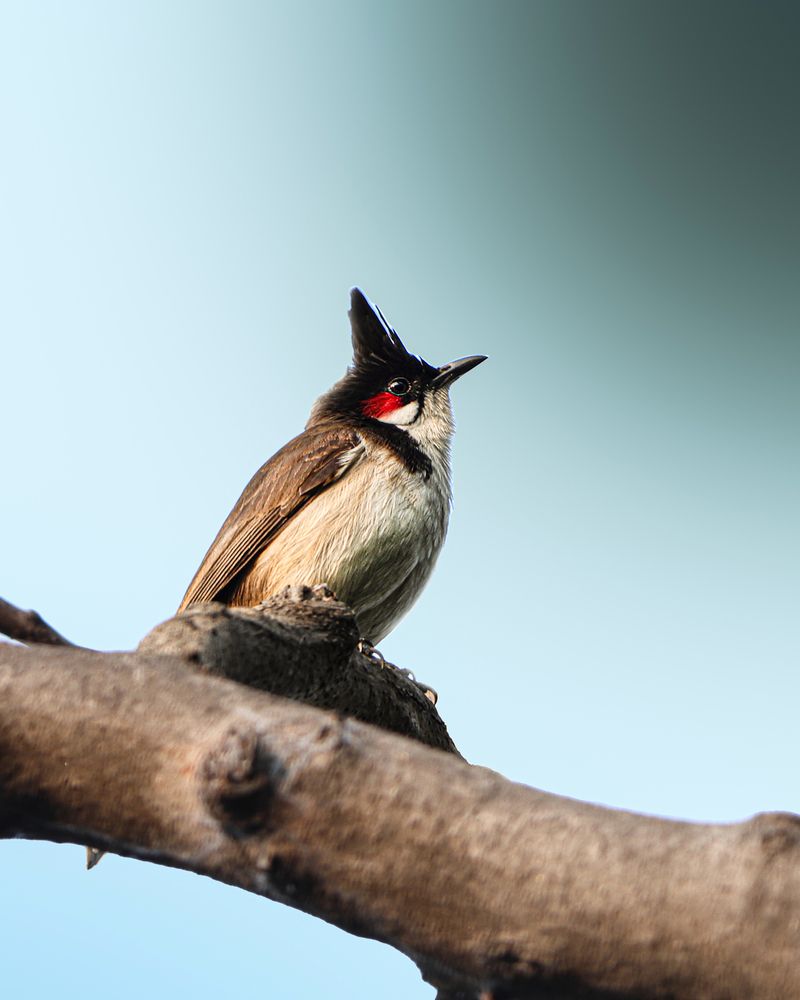 Photograph by Surjadeep Gupta