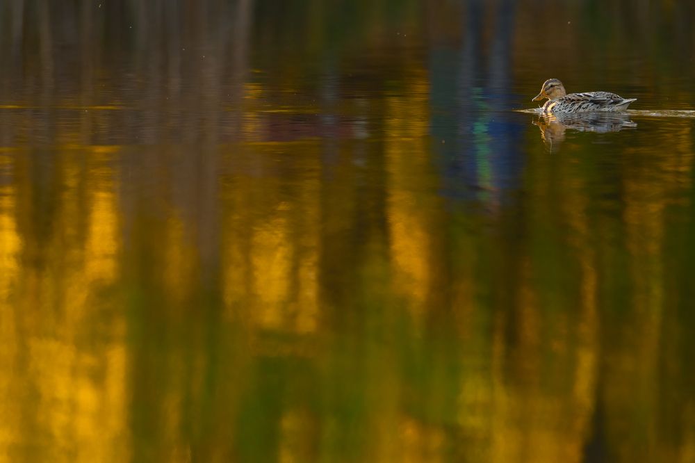 Фотография автора Tímea Ambrus