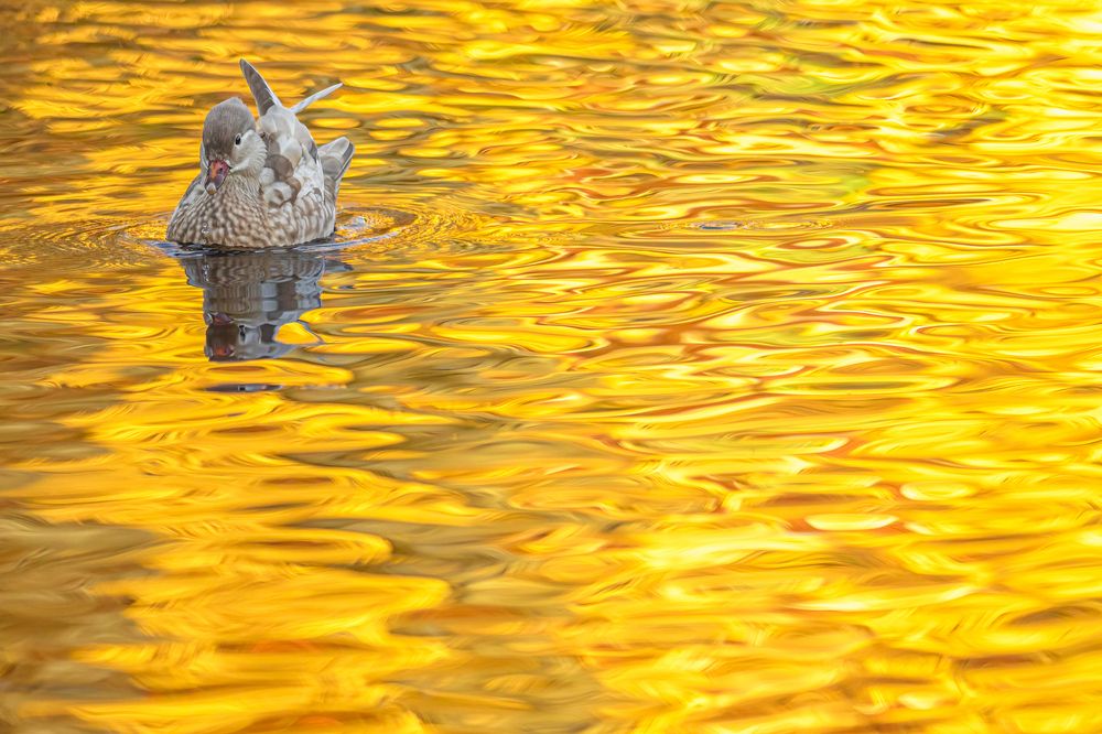 Photograph by Tímea Ambrus