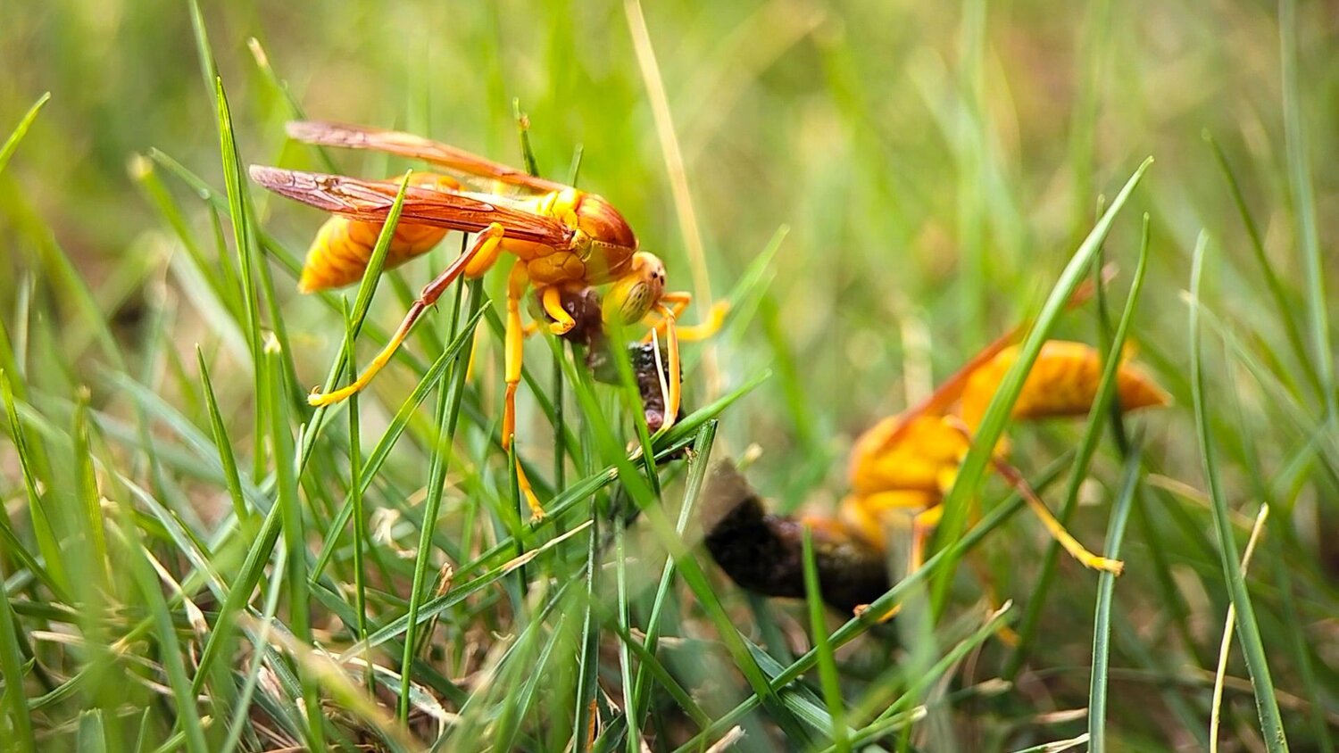 2 wasps