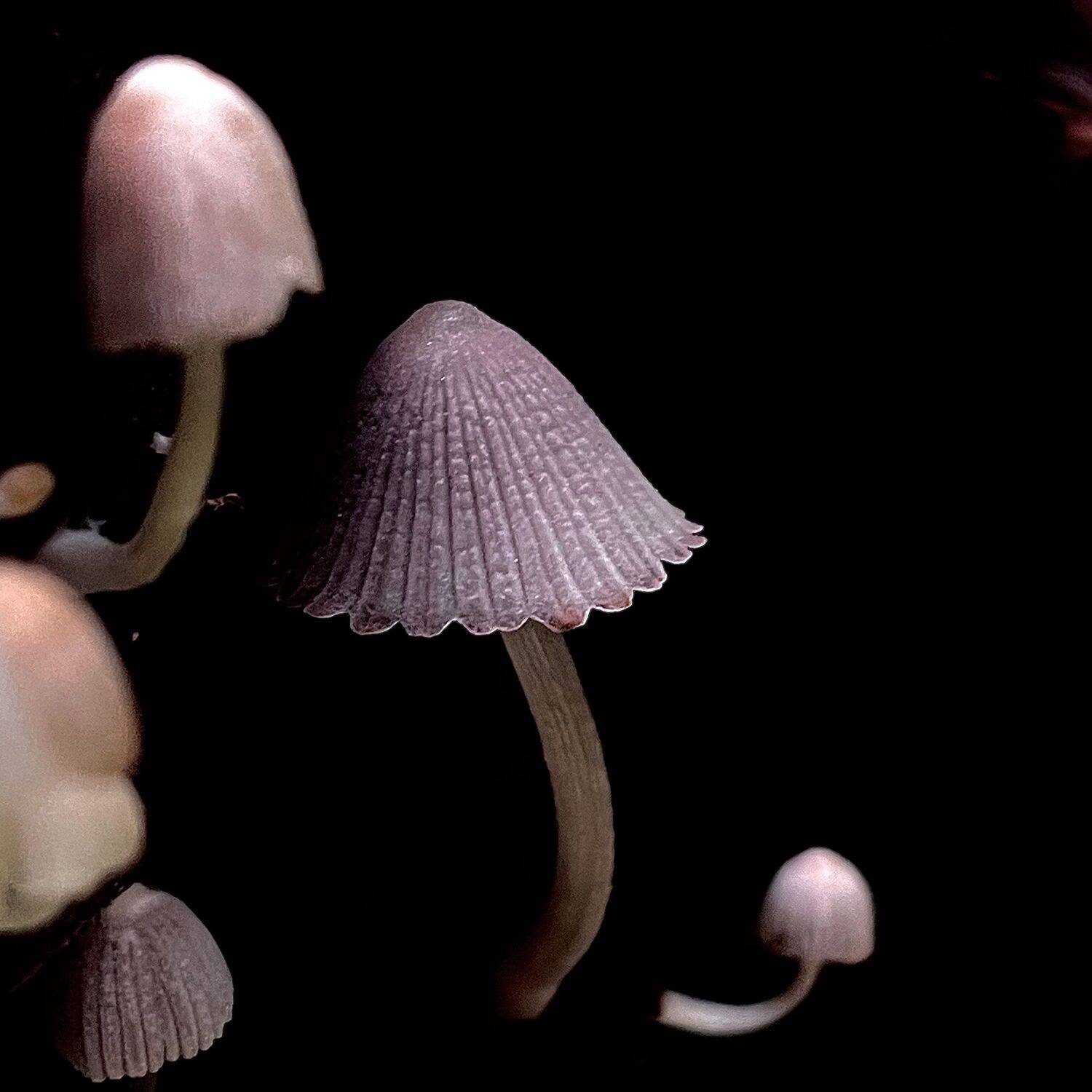 Image of a macro fungi named -Coprinellus sp