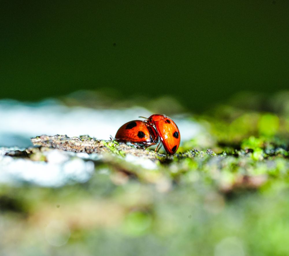 Photograph by Sumi H